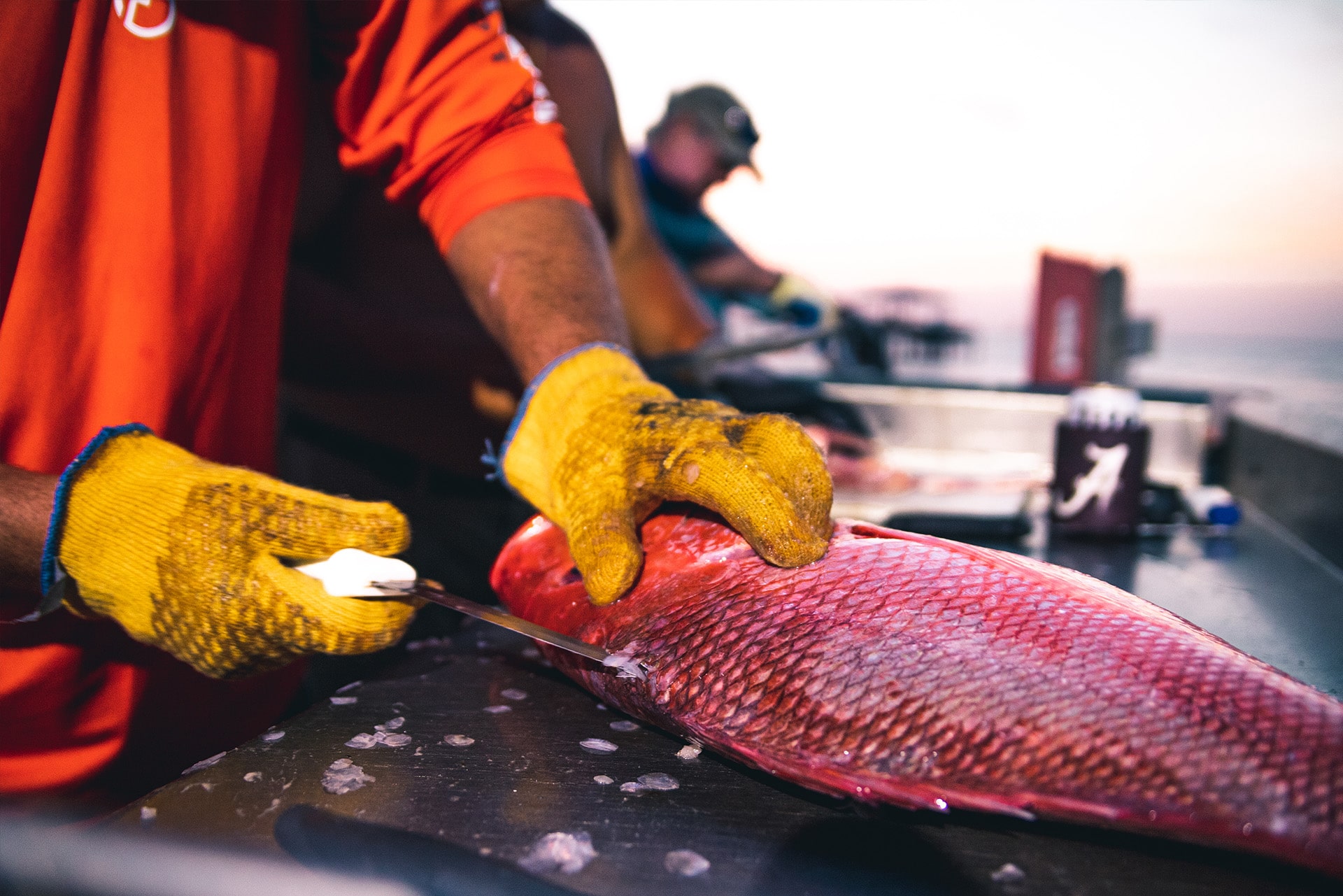 Red Snapper