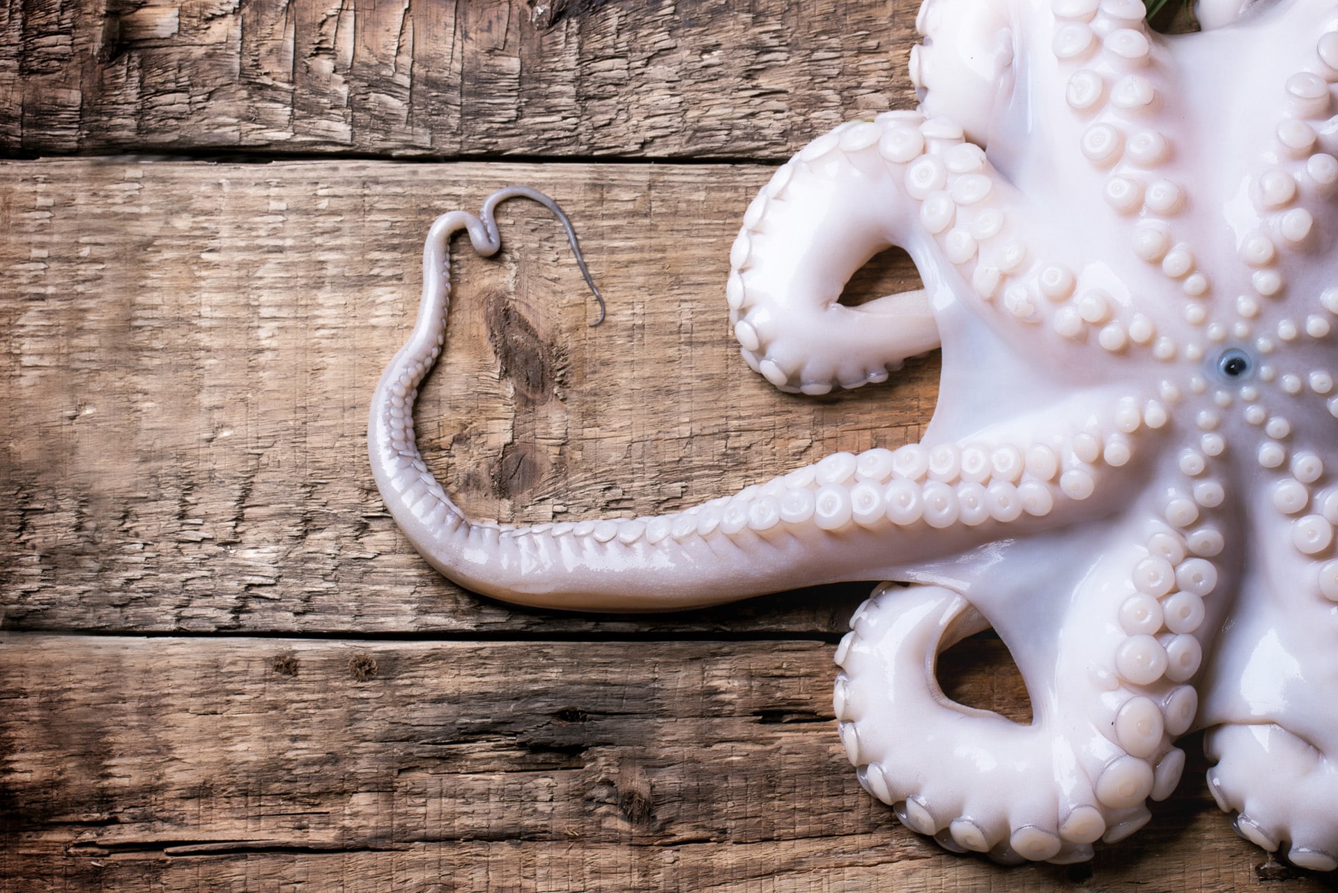 Octopus