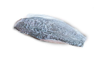Barramundi