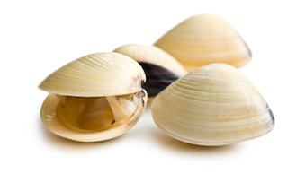 Hard Shell Clam