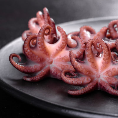 Baby Octopus