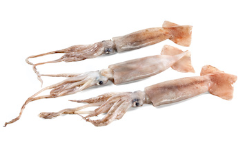 Bartrami