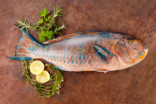 Parrot Fish